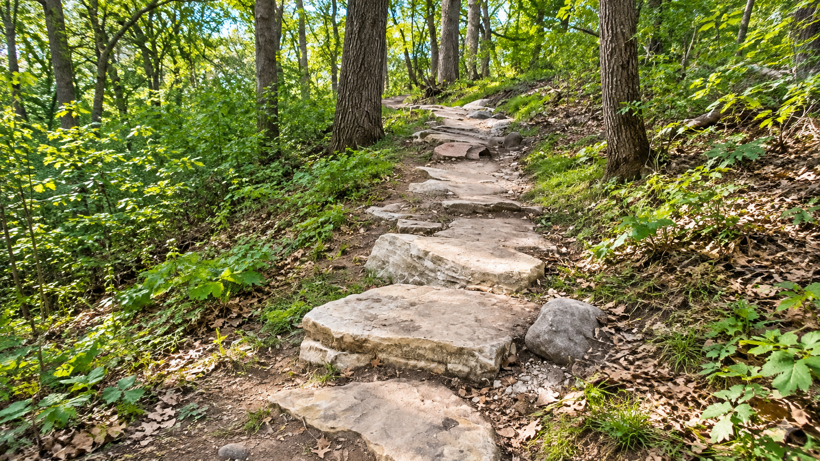 Mountain bike trails at Theodore Wirth