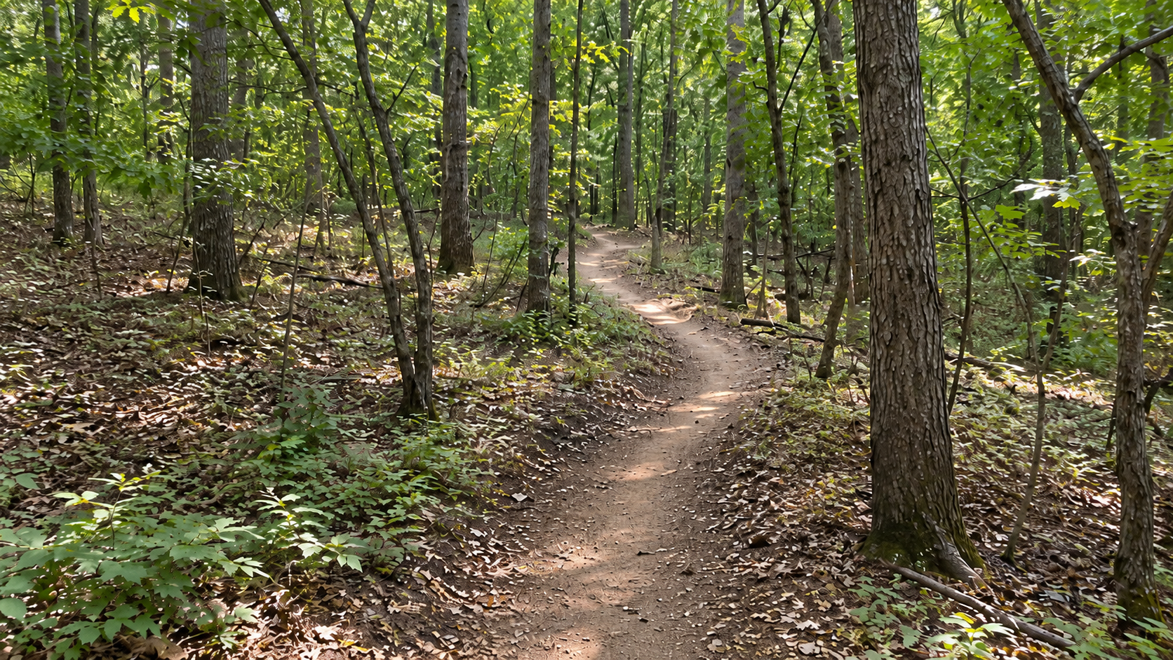 Mountain bike trails at Lake Rebecca